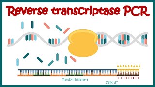 Reverse Transcriptase PCR RT PCR  What are the applications of RT PCR   RT PCR protocol [upl. by Serolod]