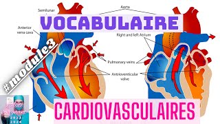 📚🏃VOCABULAIRE MÉDICAL CARDIOVASCULAIRES 💉📢🫁❤️module3 aidesoignant [upl. by Yllop]