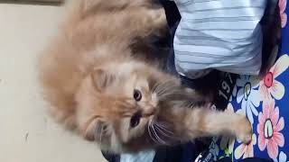 Cat Comedy Quickies  Some Seconds of Golden Giggles [upl. by Rondi]