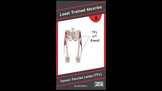 1 Tensor Fasciae Latae TFL [upl. by Yenrab730]