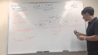 Cell Cell Interactions [upl. by Torres]