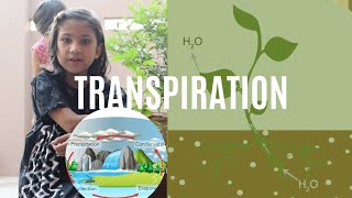 Transpiration in Plants Experiment  Science and Arts [upl. by Sonafets]