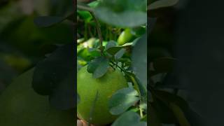 Harvesting pomelo fruit fruitgarden [upl. by Eseekram200]