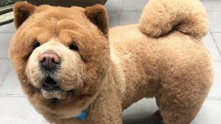 Cute Chow Chow  Chow Chow Puppy  Chow Chow  Chow Chow Dogs compilation 4 [upl. by Aerised614]