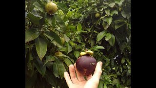 Mangosteen  The Queens Fruit [upl. by Edyaw]