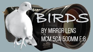 Birds by Mirror Lens MCM 5CA 500mm F8 [upl. by Suoiradal]