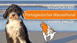 ► Portugiesischer Wasserhund 2021 Rasse Aussehen amp Charakter [upl. by Aihseyn741]