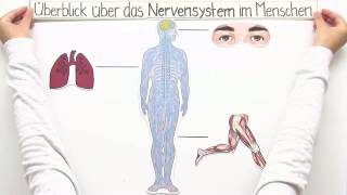 ZENTRALES UND PERIPHERES NERVENSYSTEM  Biologie  Biologie des Menschen Mittelstufe [upl. by Elfont]