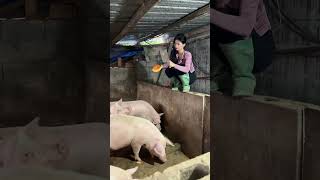 feed pumpkin to pigs farming village [upl. by Gentry275]