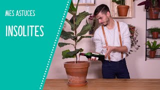 Mes astuces insolites pour les plantes dintérieur [upl. by Ettezel]