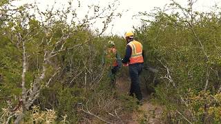 Rescate de Flora y Fauna en Pesquería [upl. by Turtle]