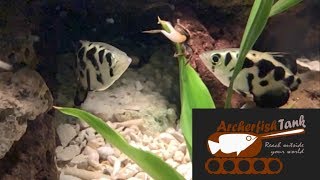 Fiddler Crabs Introduced to Archerfish Aquarium [upl. by Hairim]