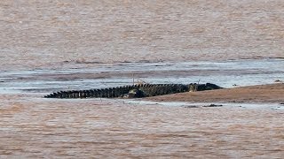 Gustave  The giant crocodile [upl. by Grega]