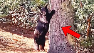 A bear was crying and begging a stranger to save its cub stuck in a tree then a miracle happened [upl. by Iseabal]