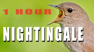 NIGHTINGALE SINGING 1 hour bird sounds [upl. by Girish151]