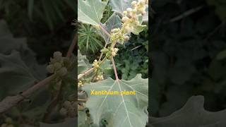 Xanthium Plant shorts shortsvideo shortfeed [upl. by Ennej304]