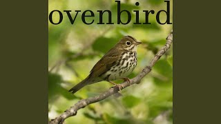 Ovenbird [upl. by Sylram]