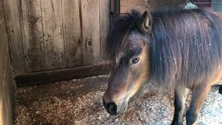 Egypt the Miniature Horse on From the Horses Mouth [upl. by Consuelo71]