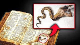 NOVA DESCOBERTA Texto Hebraico encontrado diz que A SERPENTE DE GÊNESIS NÃO ERA UMA SERPENTE [upl. by Paolo]