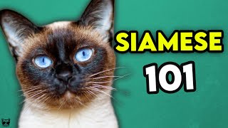 Siamese Cat 101  Learn EVERYTHING About Them [upl. by Adan]