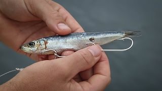 How To Rig Pilchards For Bait Fishing [upl. by Schramke]