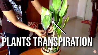 Demonstrate Transpiration in Plants Science Experiment [upl. by Soluk]