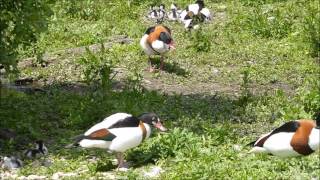 Common shelduck parenting behaviour [upl. by Walczak]