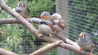 Zebravinken  Zebra finches [upl. by Fanchon]