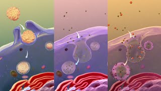 Summarized Enzymology of Aspergillus oryzae The National Microorganism of Japan [upl. by Rahal]