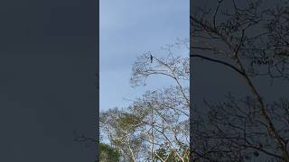 Snakebird spotted Oriental darter  Anhinga melanogaster  Birding Borneo 🇲🇾 [upl. by Ahteres408]