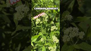 Common Boneset shorts [upl. by Sasha]