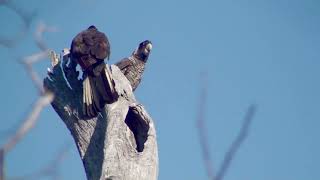 Birds of SW Western Australia [upl. by Alayne]