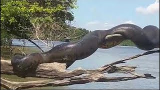 18 Biggest Snakes Ever Caught On Camera [upl. by Ocir99]