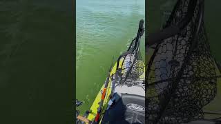 Hobie Pro Angler 14 360 powered by Torqeedo 1103ac electric motor [upl. by Asiram]