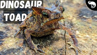 The Closer You Look The Crazier Dinosaur Toad Becomes [upl. by Ames]