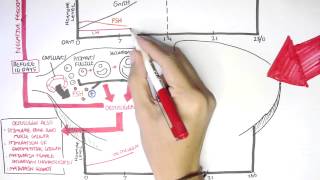 Female Reproductive System  Menstrual Cycle Hormones and Regulation [upl. by Gonagle682]