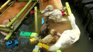 DUCKLINGS TRAPPED IN FISH POND 8 [upl. by Letney676]