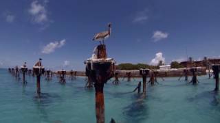 Snorkeling the Coal Pilings at Fort Jefferson Dry Tortugas National Park RAW [upl. by Blanc395]