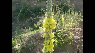 Tasso barbasso verbascum thapsus verbasco [upl. by Attekram]