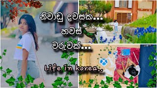 මම හදපු ලස්සනම වෙසක් කූඩුව 🥹🌸🇰🇷  LIFE IN KOREA🇰🇷  Evening Vlog 🌸 [upl. by Maddox]