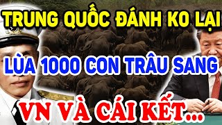 Đánh Không Lại VN Trung Quốc Ngu Dốt Lùa 1000 CON TRÂU Về Phía Ta Và Cái Kết   Triết Lý Tinh Hoa [upl. by Southworth151]