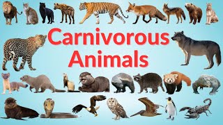 Carnivorous Animals  Carnivores Animals Name in English  Kids TV [upl. by Neveda]