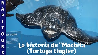 Tortuga tinglar  La historia de quotMochitaquot [upl. by Kalinda]