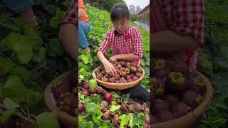 How to grow fresh Mangosteen fruit and how is Mangosteen fruit cultivatedagriculture mangosteen [upl. by Inaffit492]