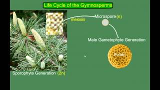 Gymnosperm Pine Life Cycle [upl. by Alcot]