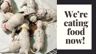 Puppies eat canned food for the 1st time [upl. by Georgeanna]