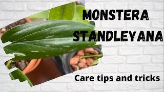 Monstera Standleyana Care TipsMonstera Standelyana General CareMonstera Standelyana Propagation [upl. by Novihc38]