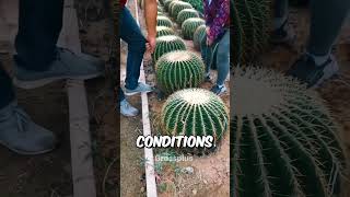 Cactus farming in china shorts science [upl. by Dnallor614]