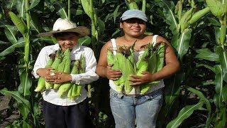 Receta Tamales de Elote Cortando los Elotes en la milpa Parte 1 [upl. by Maggy591]