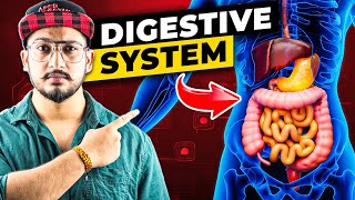 How Digestive System Works 3D Animation [upl. by Bork818]